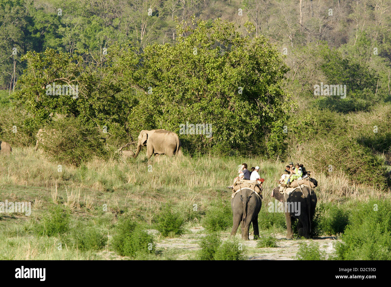 Tourists On Elephant Safari In Corbett Tiger Reserve, Uttaranchal, India Stock Photo
