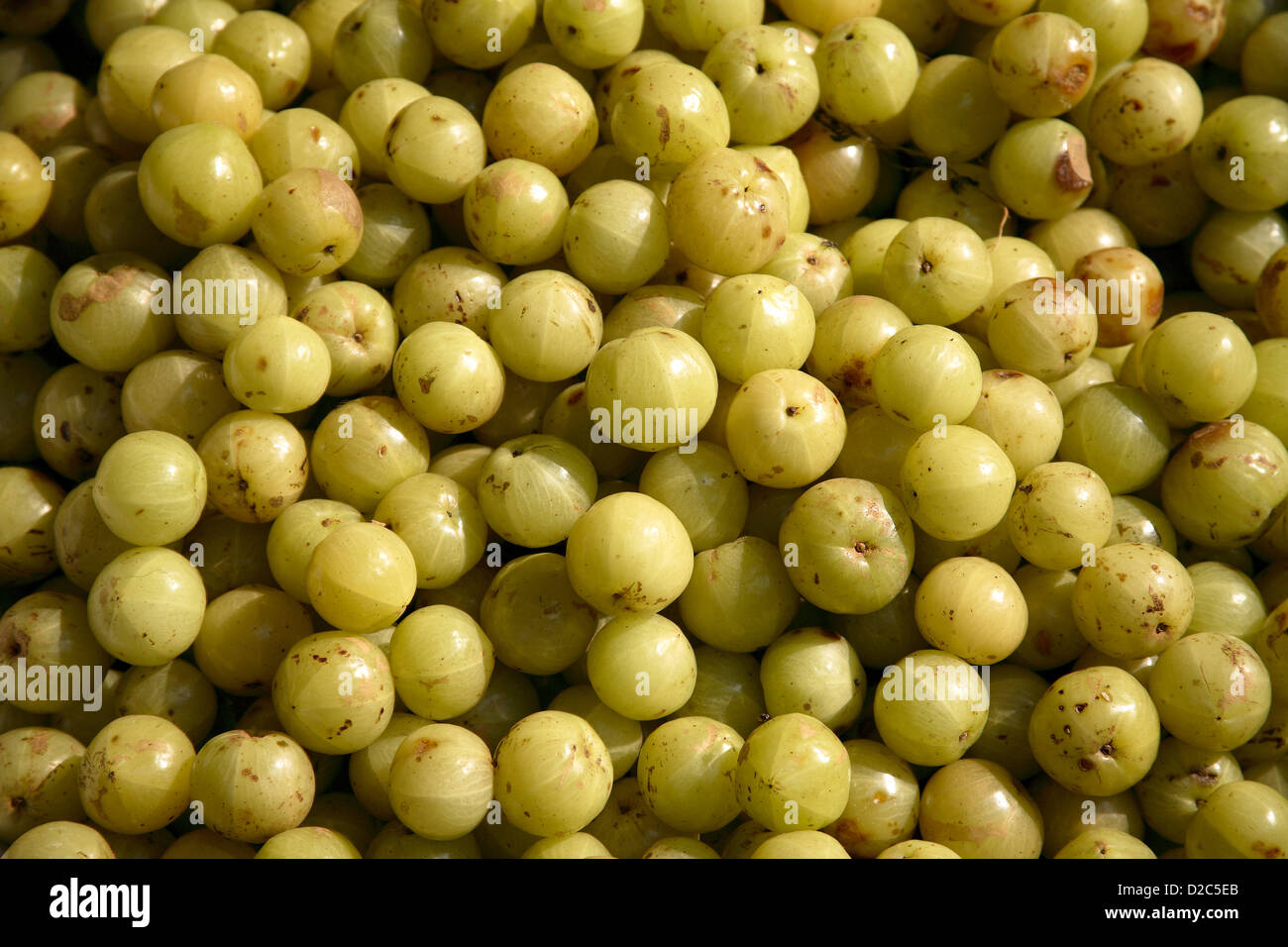 Amla, Indian Gooseberry, (Emblica Officinalis Loca) Herbal Medicinal Fruit, India. Stock Photo