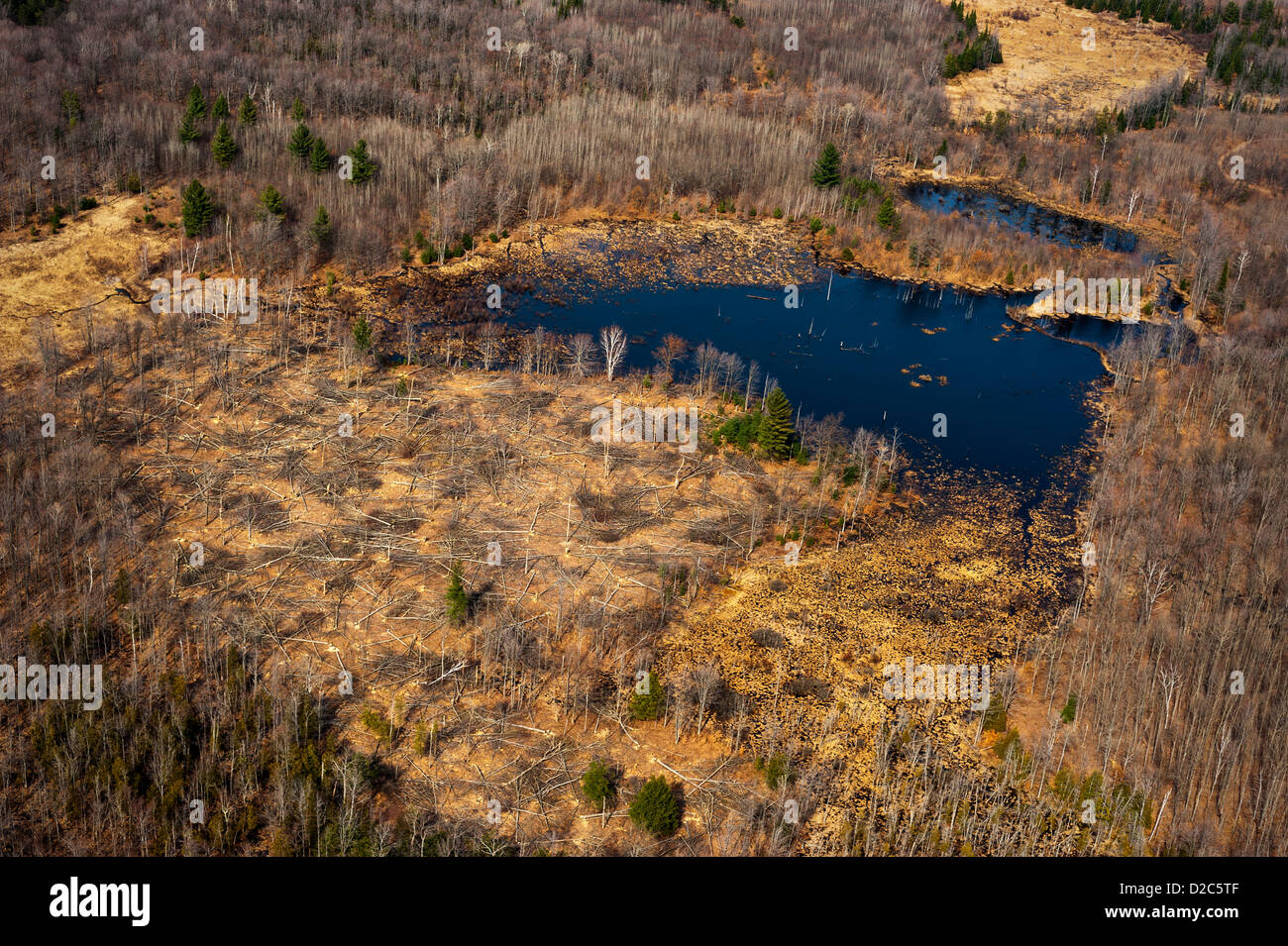 Aspen regenation clear-cut adjacent to beaver pond, Michigan, USA Stock Photo