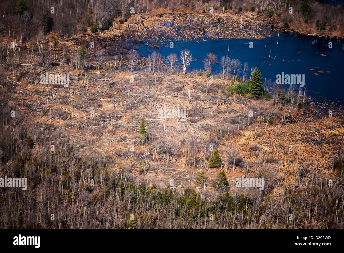 Aspen regenation clear-cut adjacent to beaver pond, Michigan, USA Stock Photo