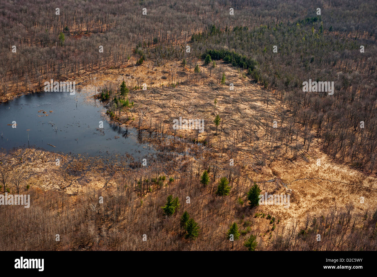 Aspen regenation clear-cut adjacent to beaver pond, Michigan, USA Stock Photo