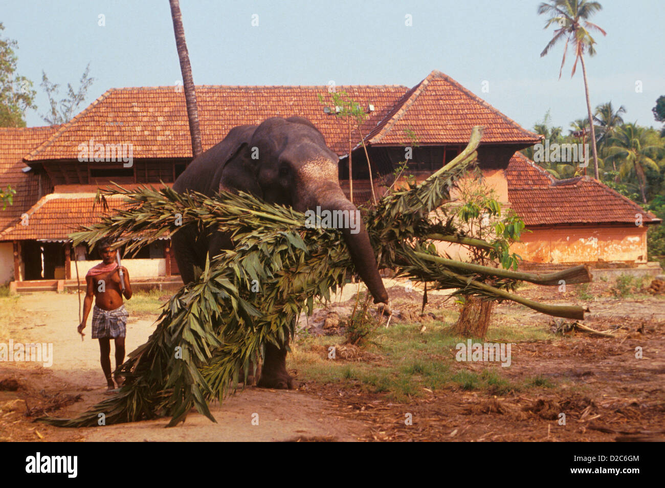 Elephant lifting tree hires stock photography and images Alamy