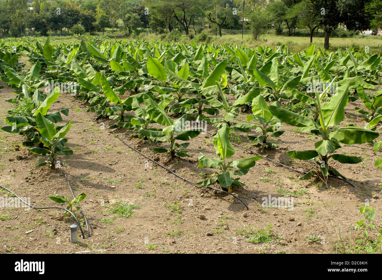Banana Plantation With Drip Irrigation At Ralegan Siddhi Near Pune