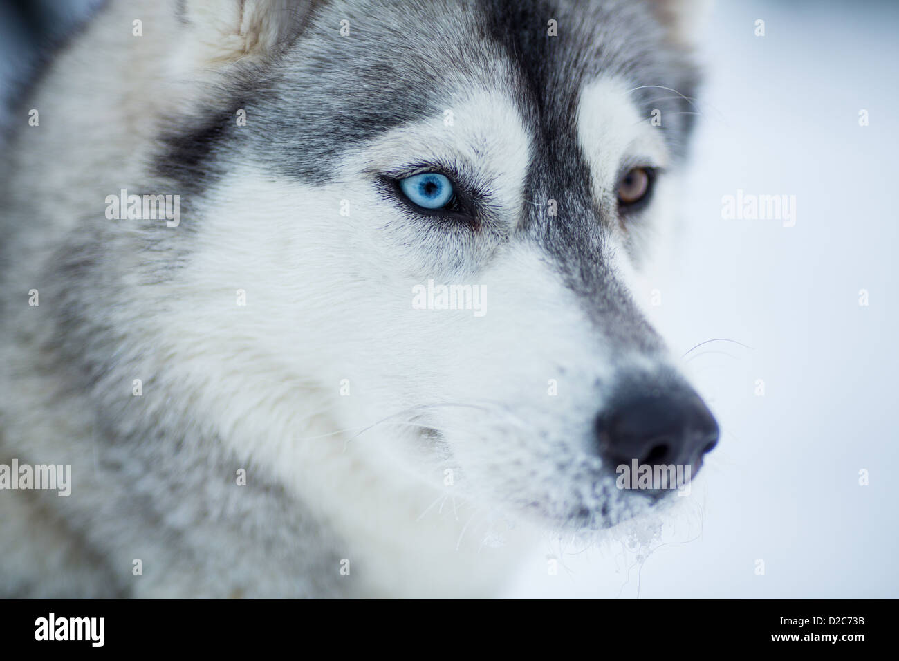 Siberian husky dog closeup portrait Stock Photo