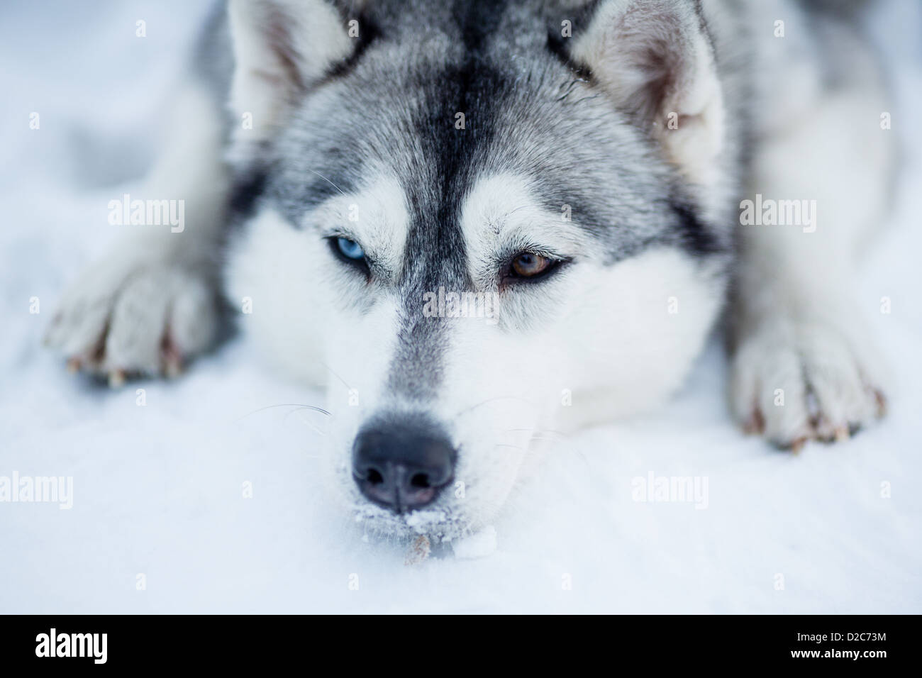 Tired Siberian husky sled dog closeup portrait Stock Photo