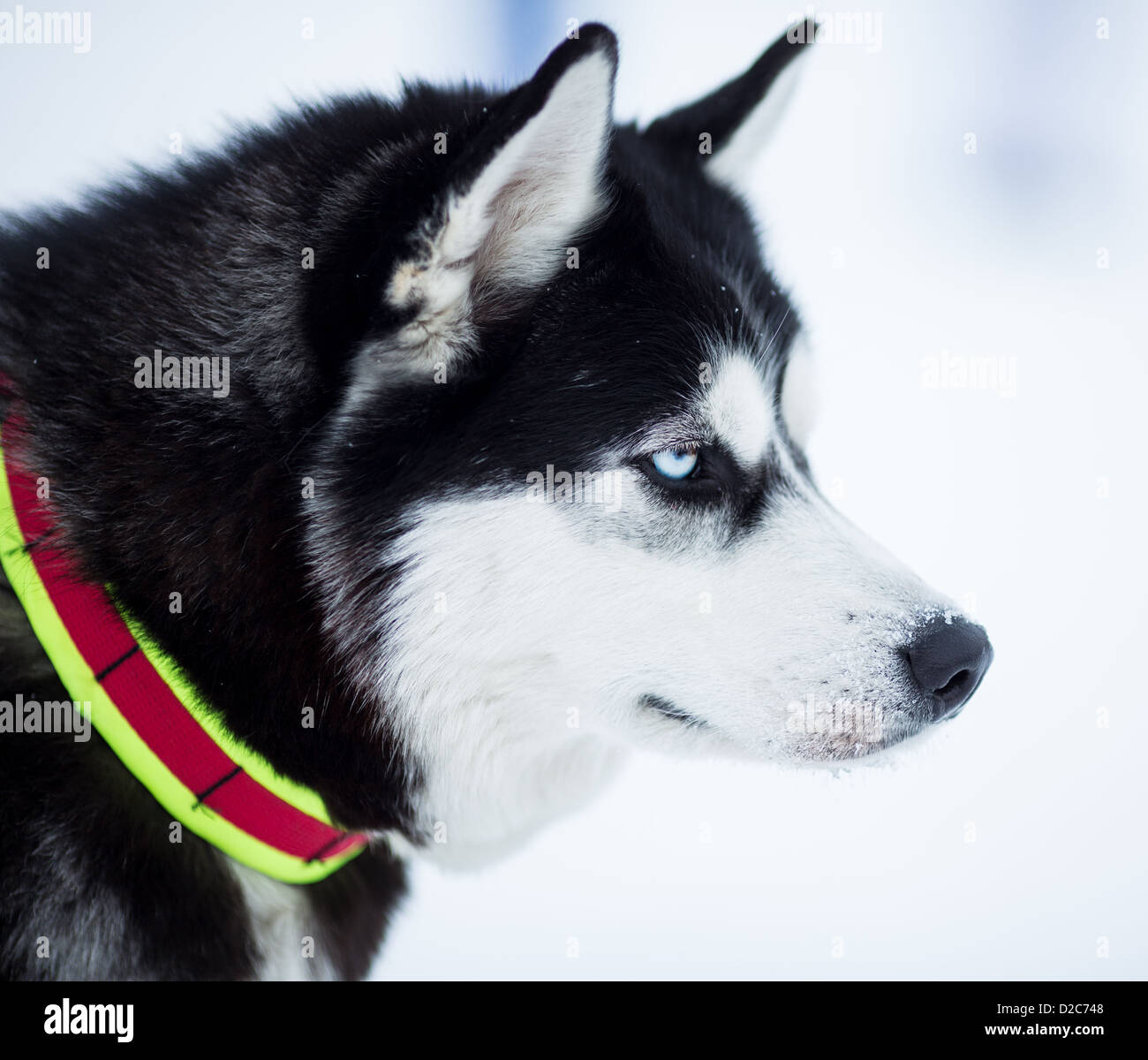 husky dog portrait Stock Photo