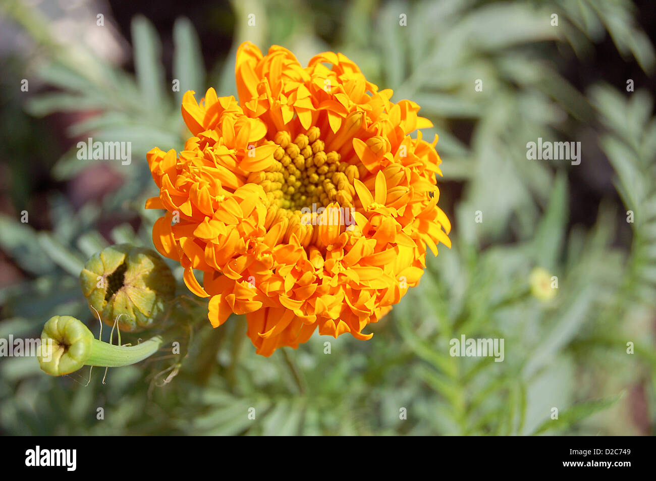 Marigold Stock Photo