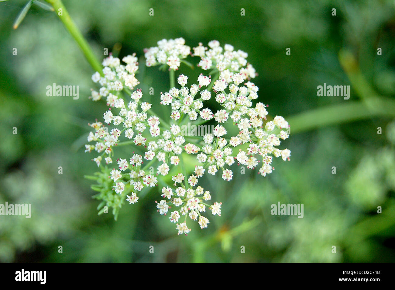 Cumin, Cuminum Cyminum Apiaceae Plant Stock Photo Alamy
