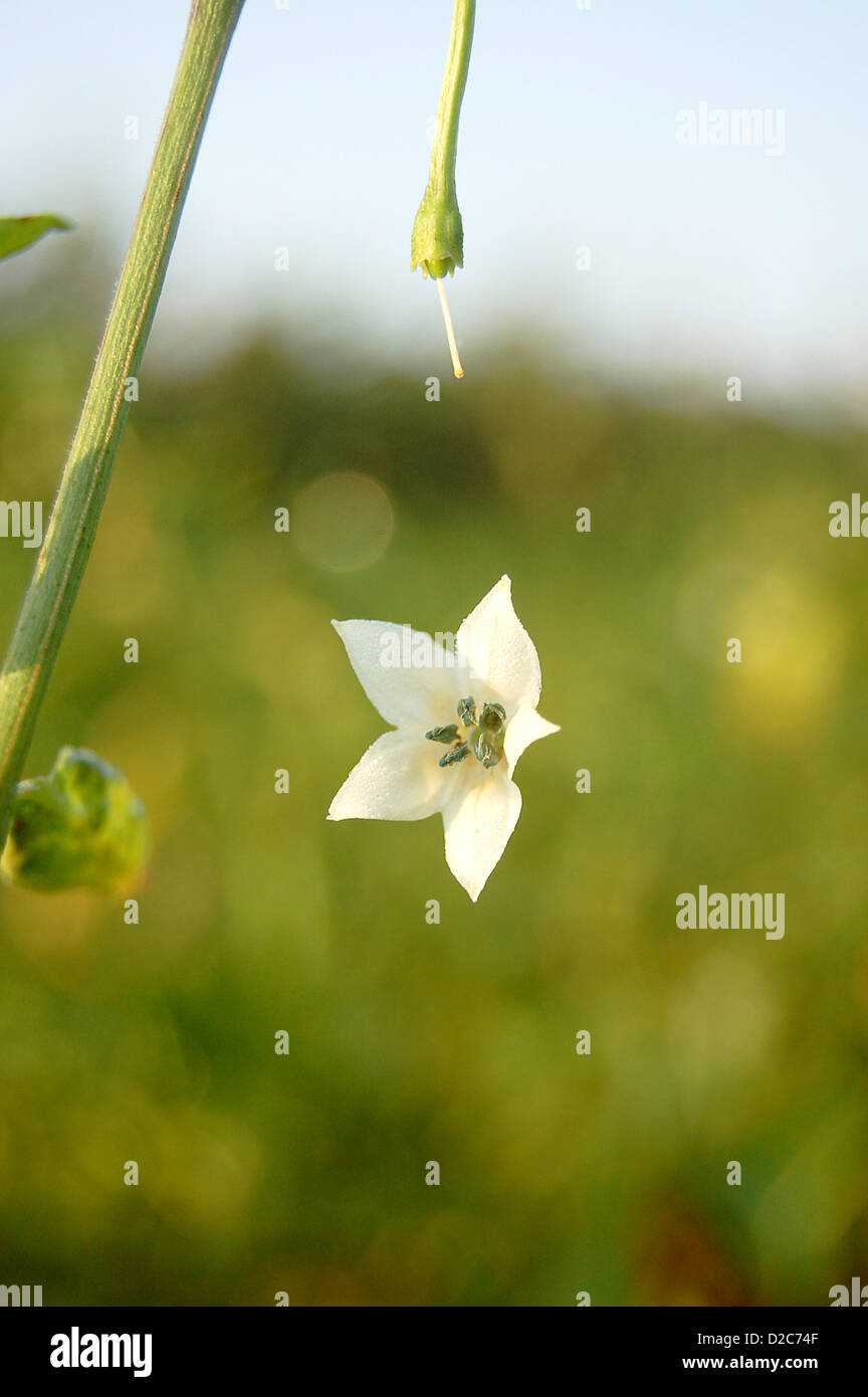 Falling flower from chili pepper plant hires stock photography and