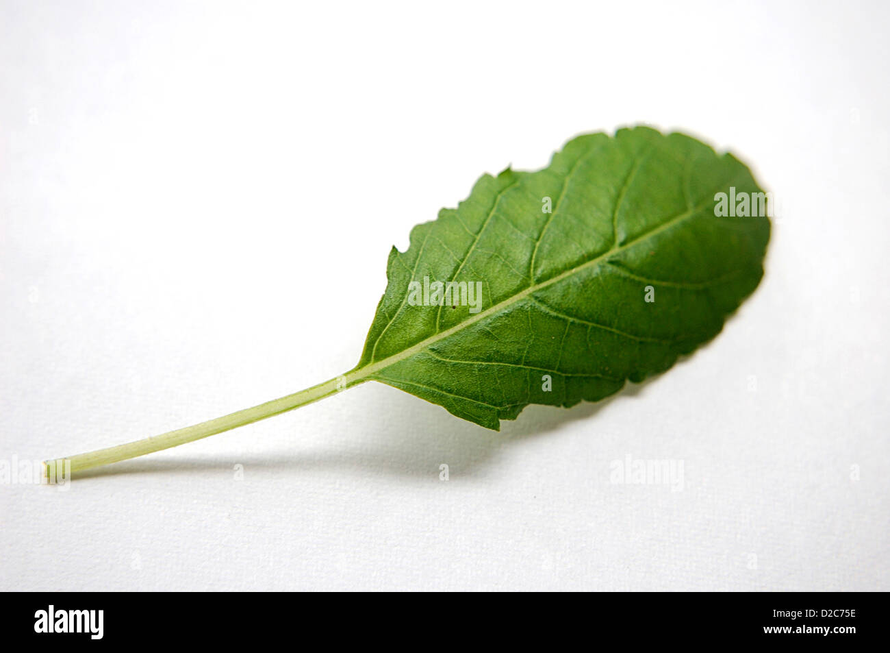 ocimum basil tulsi single green leaf stock photo alamy https www alamy com stock photo ocimum basil tulsi single green leaf 53129482 html