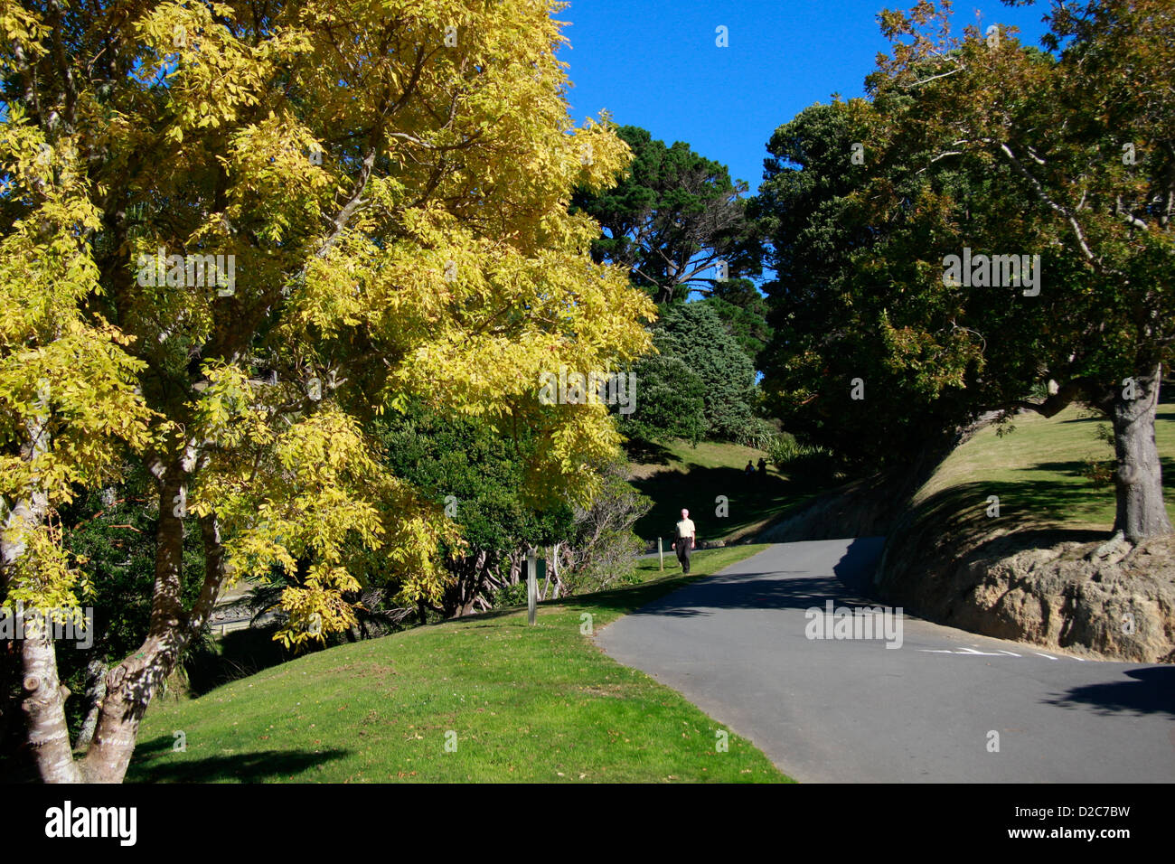 A road in Wellington Botanic Gardens Stock Photo Alamy