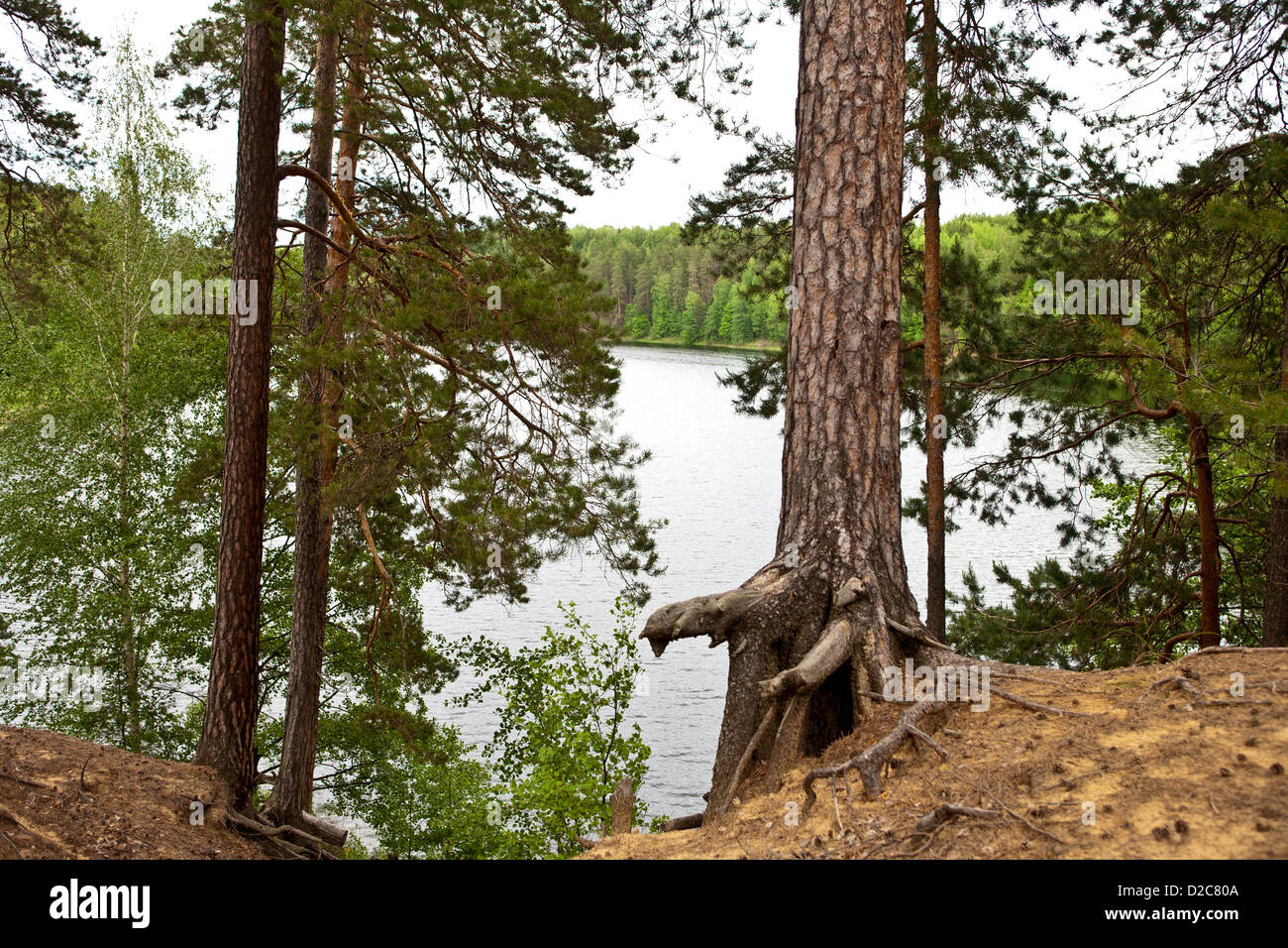 Russian forest Stock Photo