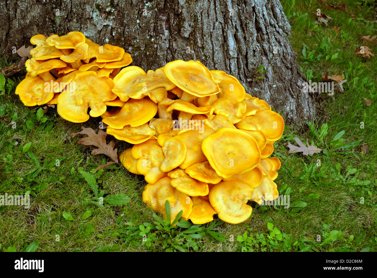 Download Orange-Yellow Fungus. Omphalotus Olearius. Base Of An Oak ...