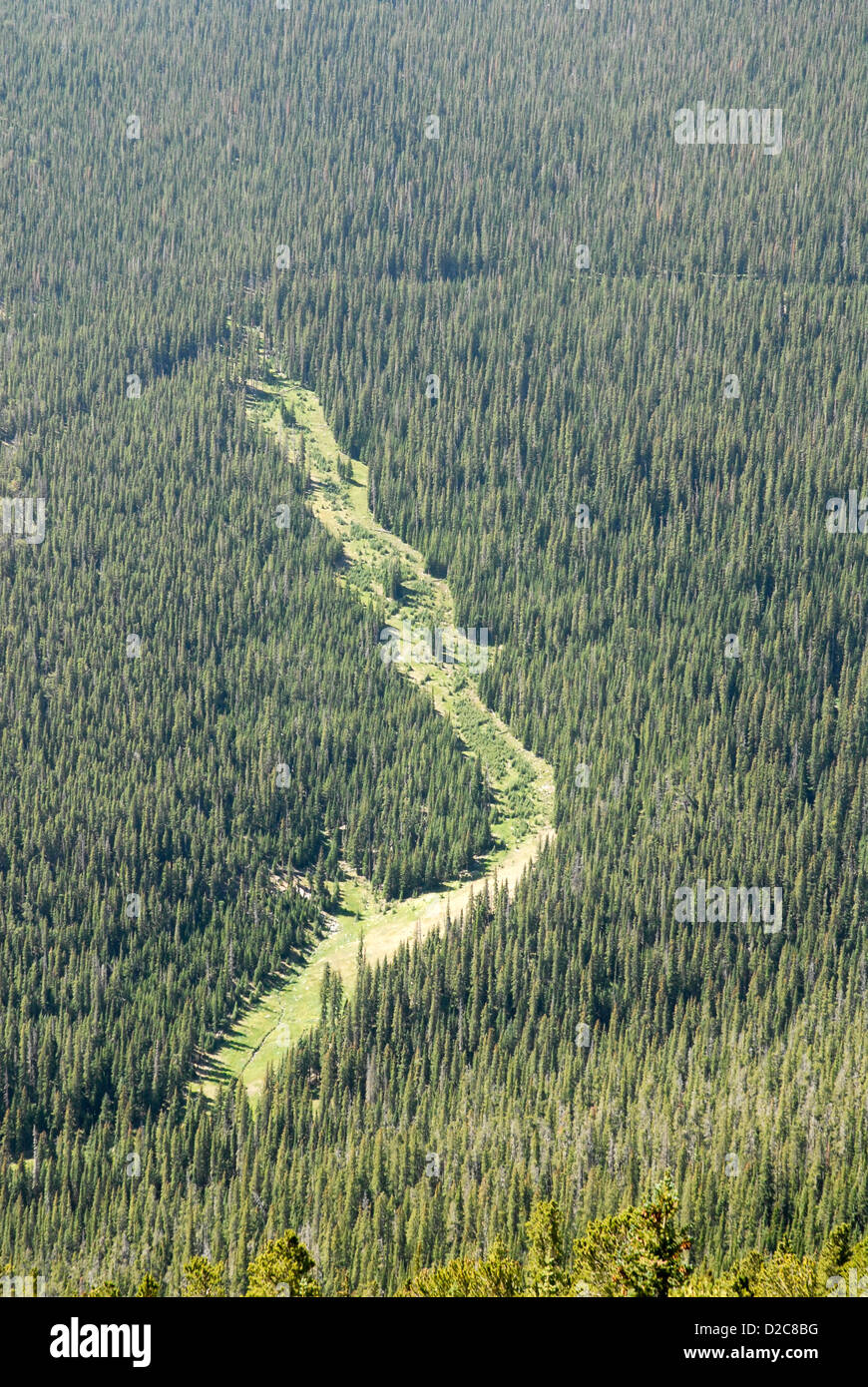 Colorado, Rocky Mountain National Park. Cutaway In Pine Forest Stock Photo