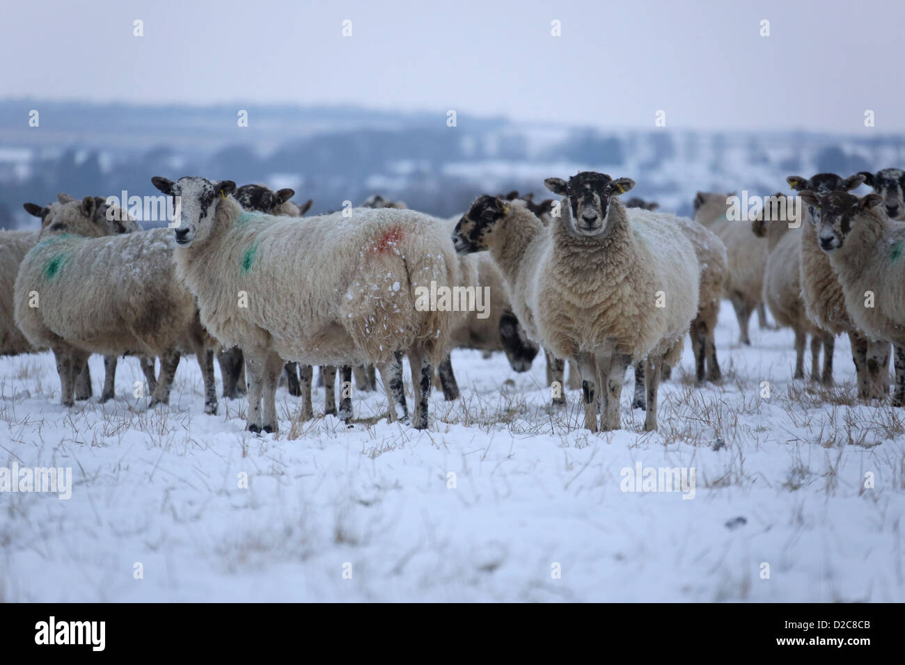 Sheep in the snow Stock Photo - Alamy