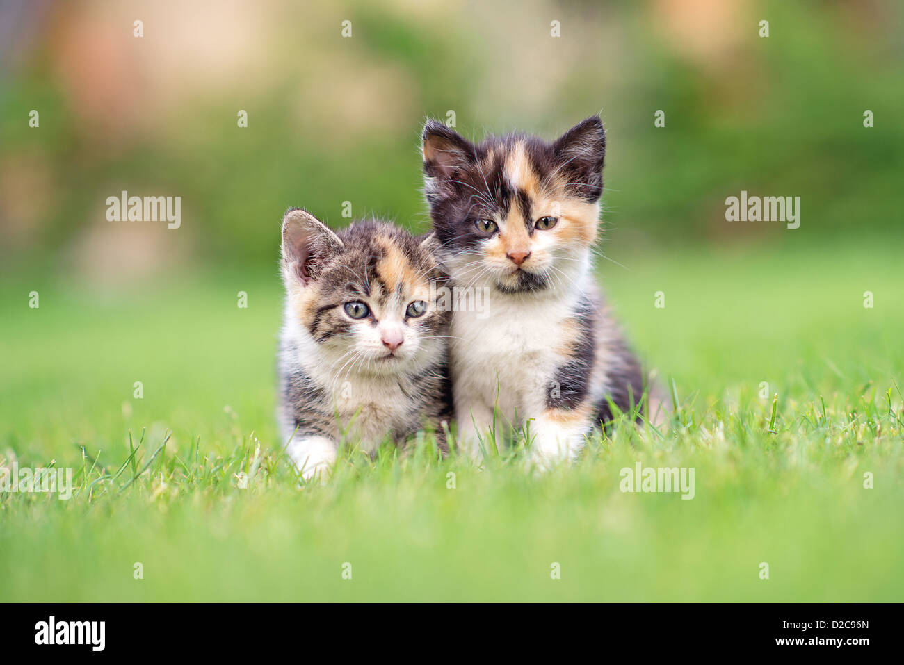 two adorable kittens in the grass Stock Photo