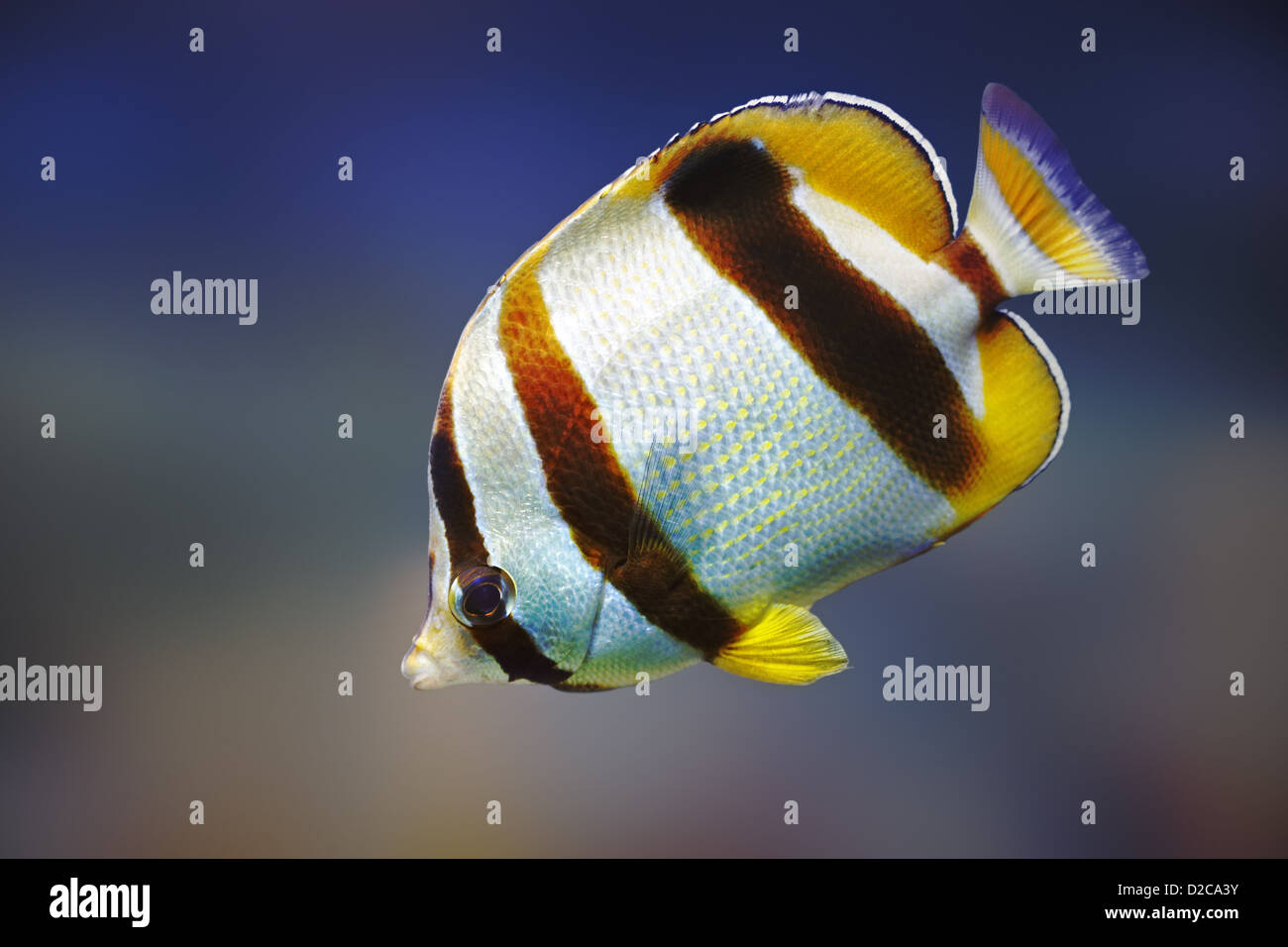 South African Butterflyfish (Chaetodon marleyi) - Marine species Stock Photo