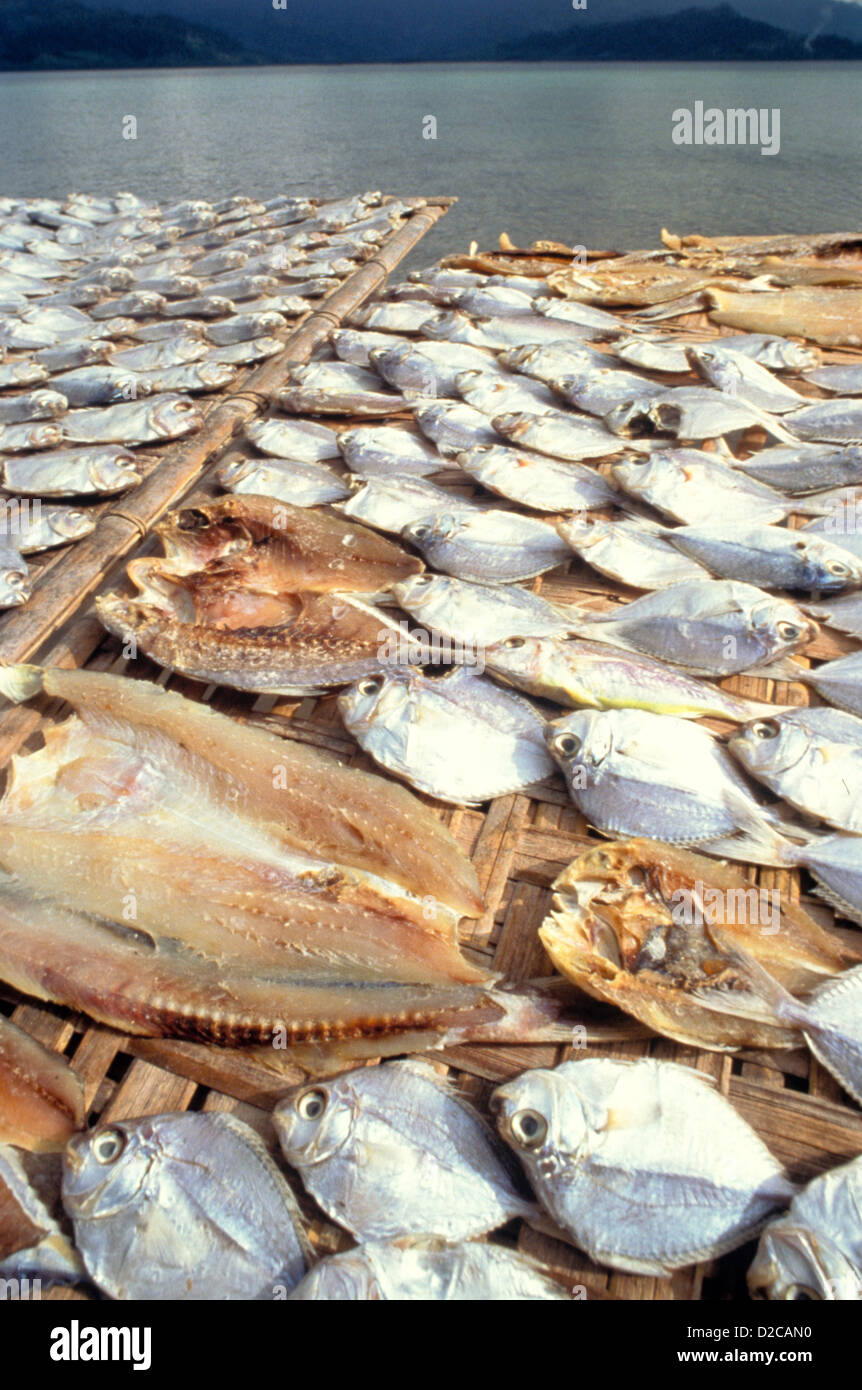 Philippines fish drying sun travel world philippines portrait black