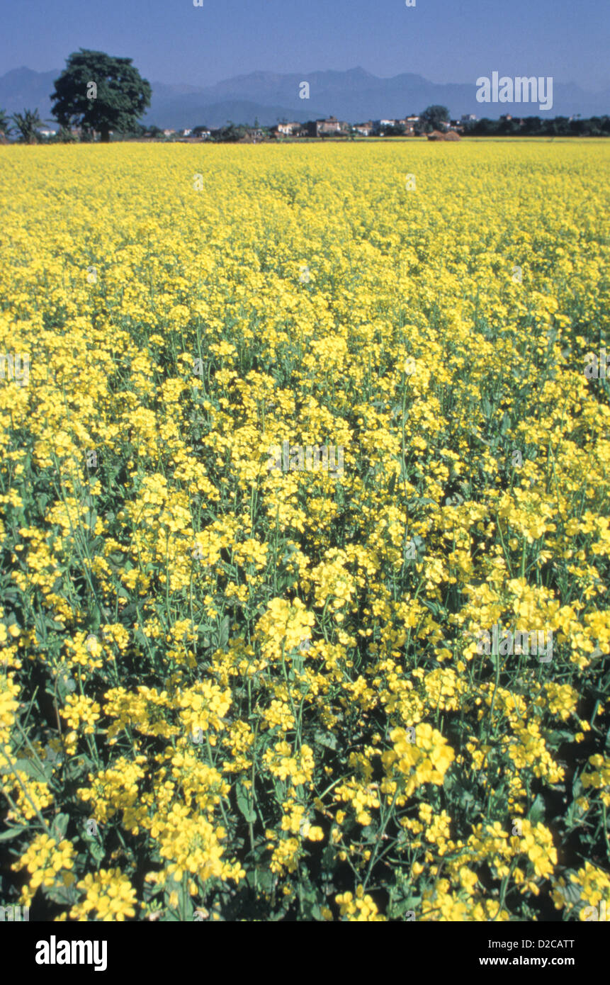 Nepal Mustard Fields Near Royal Chitwan National Park Stock Photo Alamy