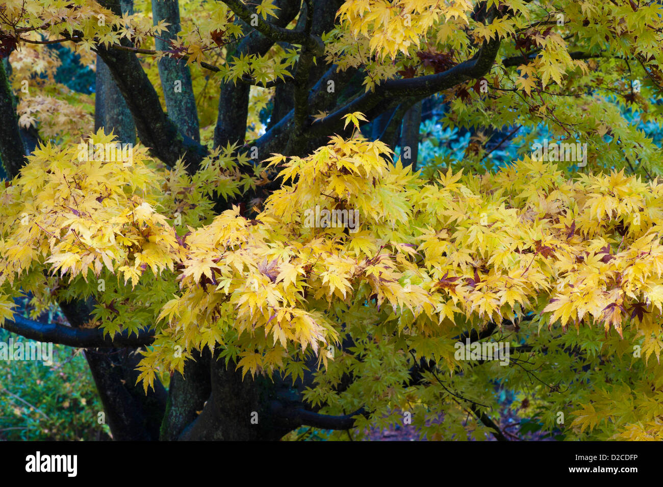 Autumn leaves on a tree Stock Photo - Alamy