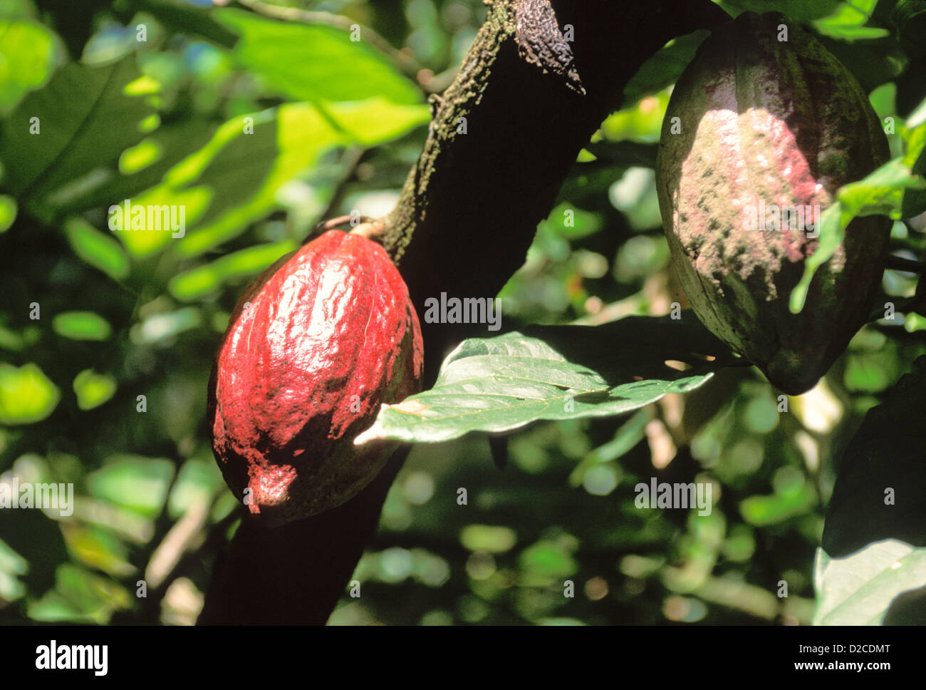 Venezuela. Cacao Bean, Close Up. Stock Photo