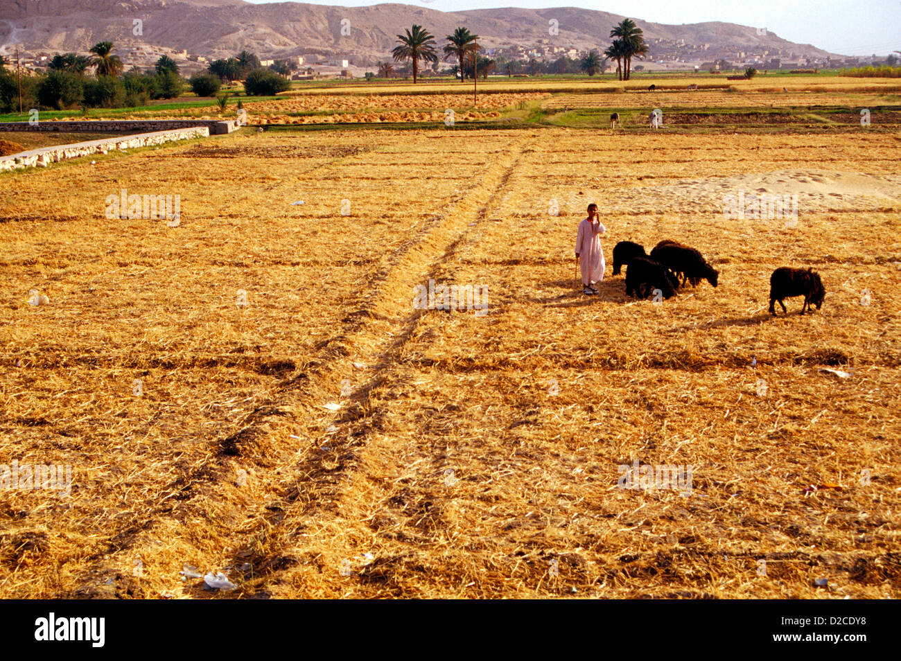 Egypt. Shepherd. Stock Photo