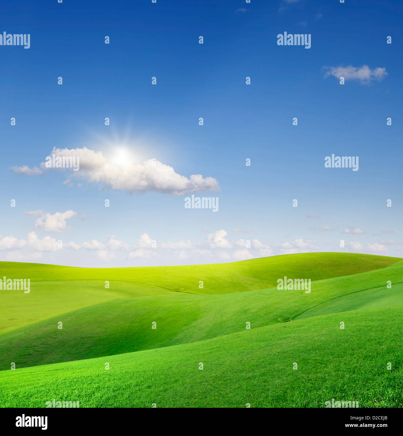 field of grass and perfect blue sky Stock Photo