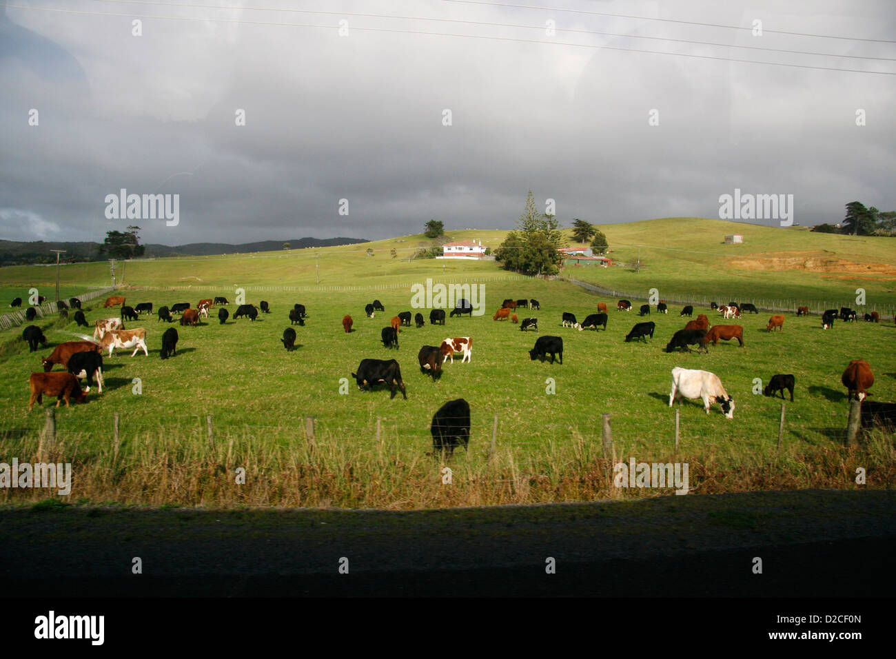 Cattle grazing farm land by the roadside between Auckland and Whangarei