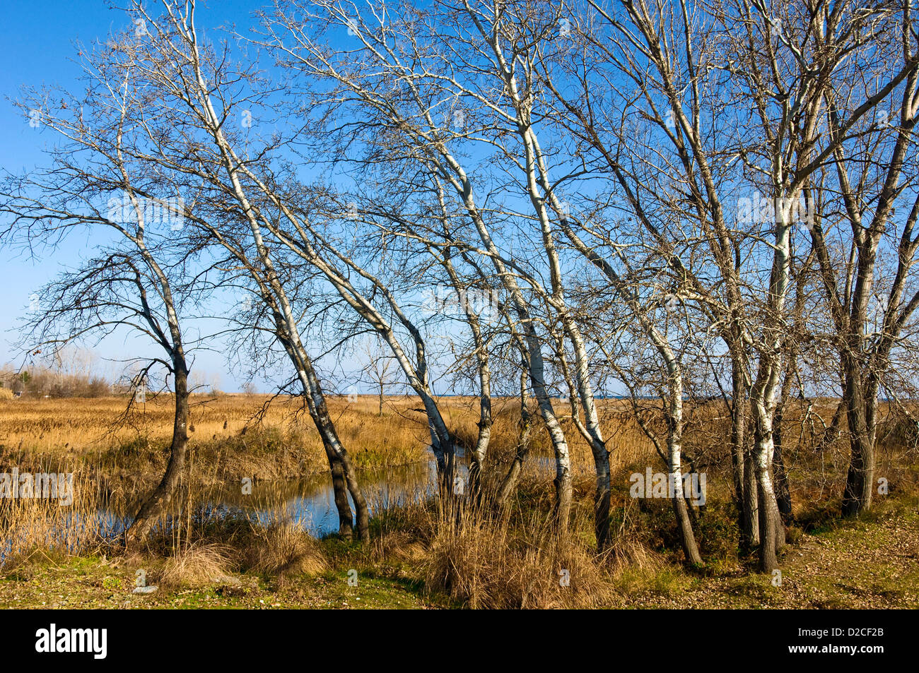 Wetland area with birch trees at the Greek Aegean coast (Pieria, Macedonia, Greece, Europe) Stock Photo