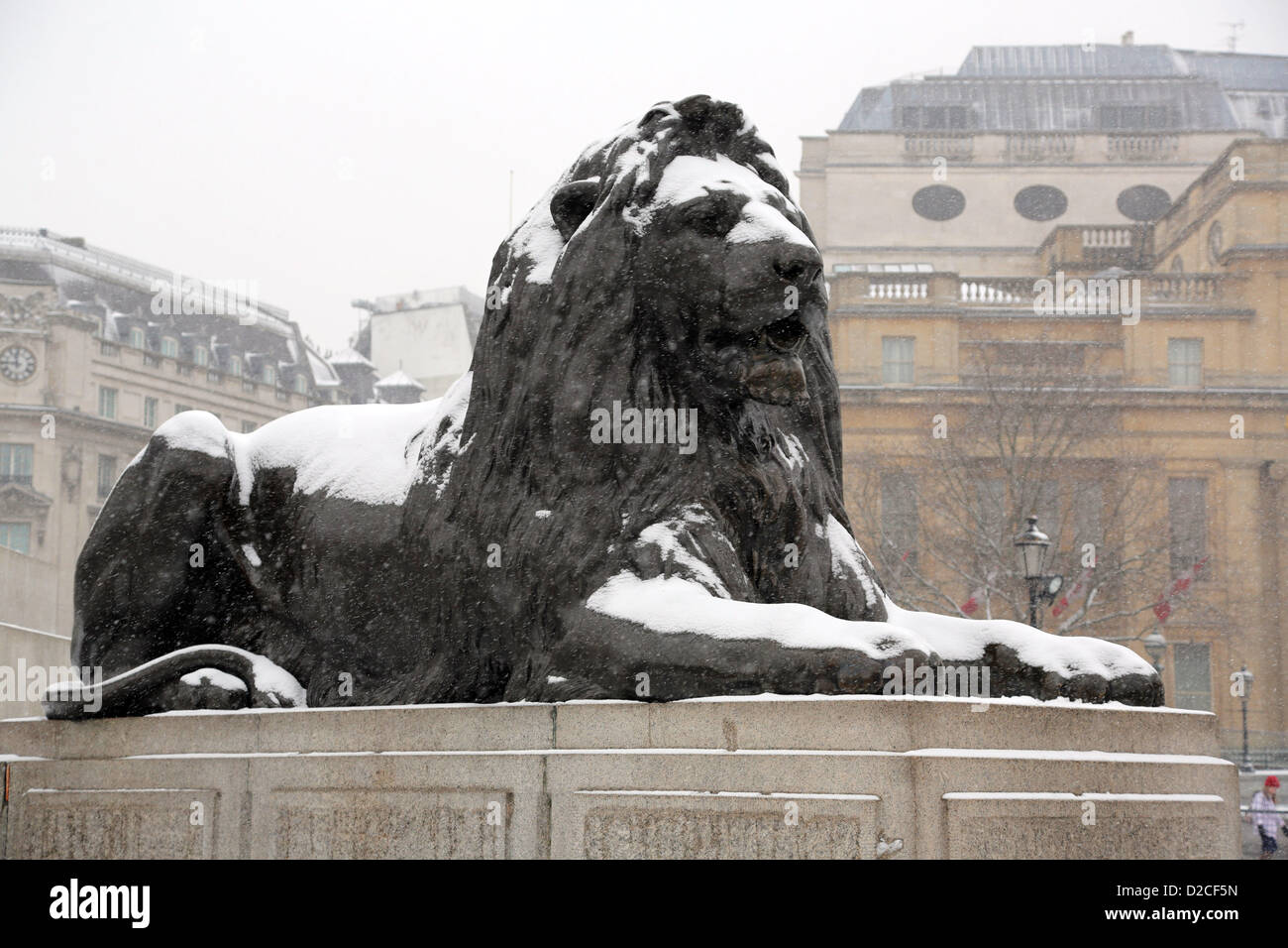 London, UK. 20th January 2013. Snow on a lion in Trafalgar Square, London, England. Alamy Live News Stock Photo