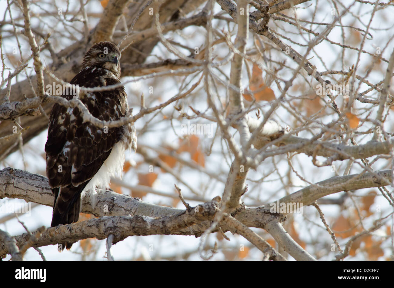 Red-tailed Hawk, (Buteo jamaicensis) perched in cottonwood tree at Bosque del Apache National Wildlife Refuge, New Mexico, USA. Stock Photo