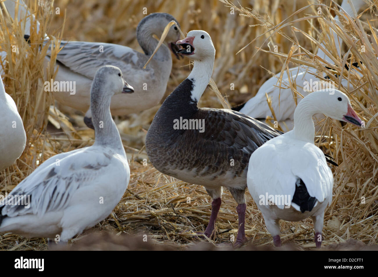 Blue Phase Snow Goose, (Chen hyperborea) in corn field at Bosque del Apache National Wildlife Refuge, New Mexico, USA. Stock Photo