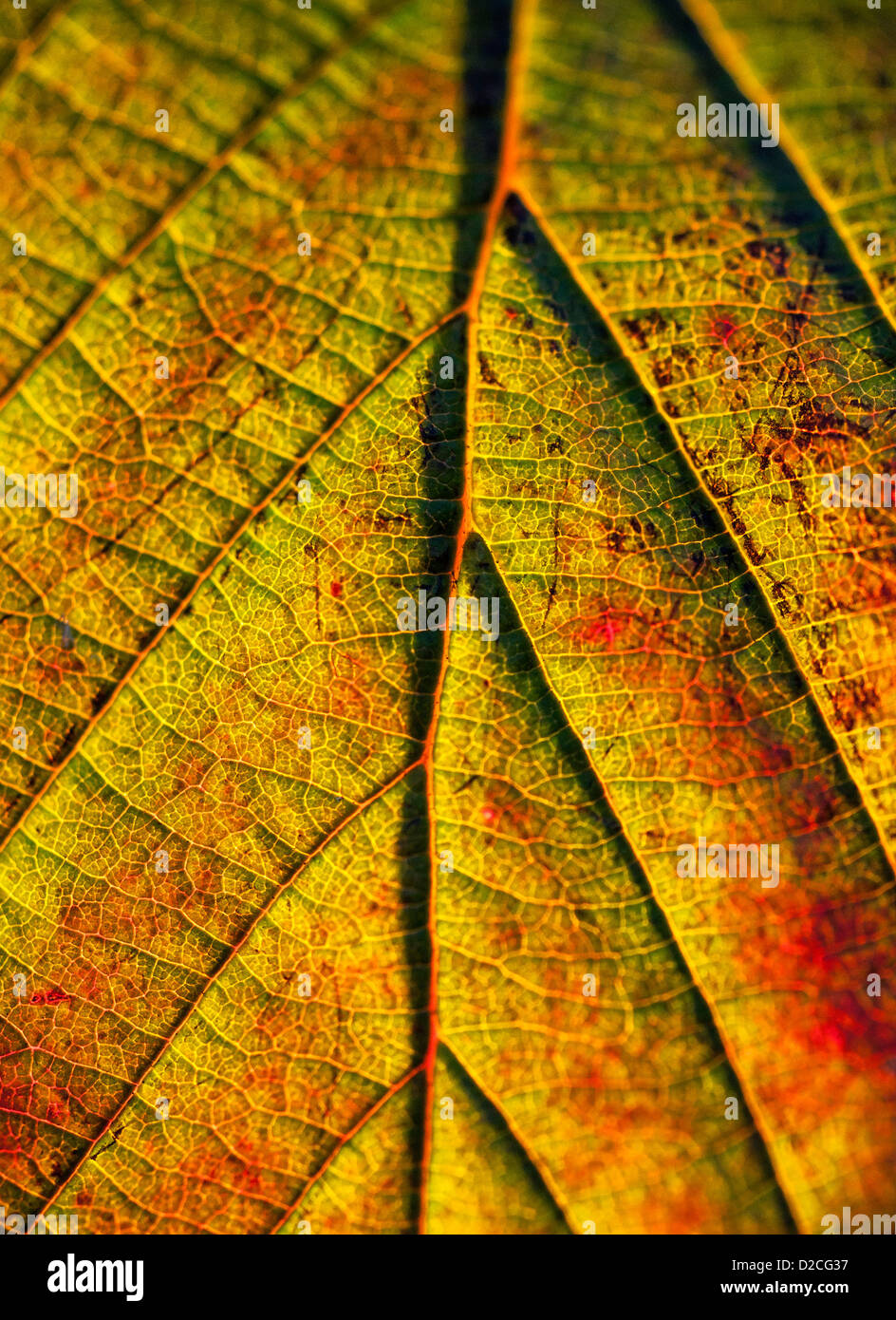 Macro detail of an autumn leaf. Stock Photo