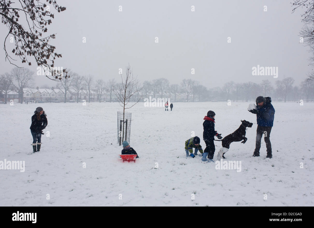 A family out in the snow enjoy a winter's day with their pet dog in a snowbound south London park. During a prolonged cold spell of bad weather, snow fell continuously on the capital on Sunday, allowing families the chance to enjoy the bleak conditions, here in Ruskin Park in the borough of Lambeth, London England. The family pet dog jumps and leaps in the soft snow that is still falling while the kids are throwing a large snowball to each other - trying not to splatter themselves as they each catch the snowy sphere. Edwardian period homes can be seen in the background  beneath 100 year-old as Stock Photo