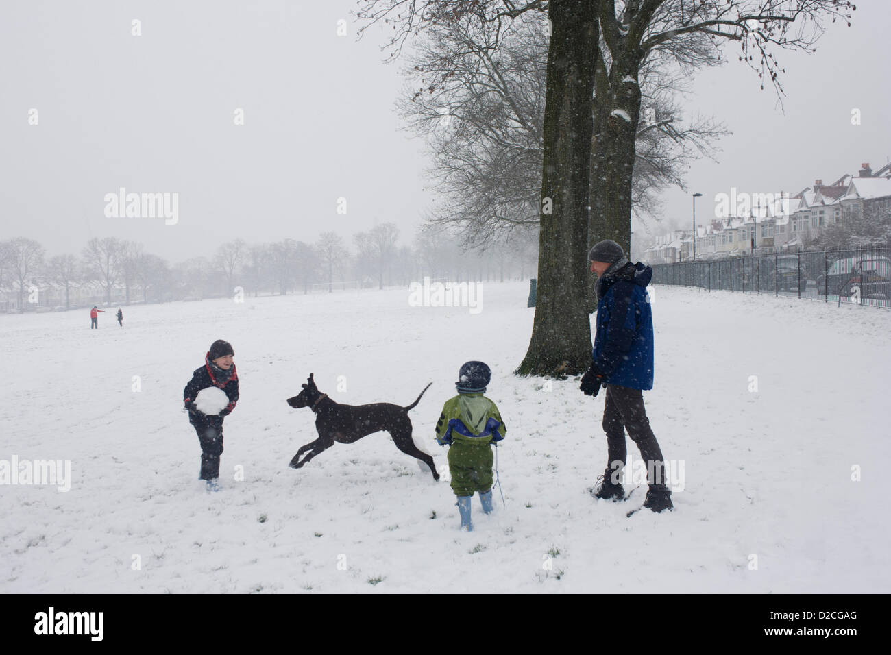 A family out in the snow enjoy a winter's day with their pet dog in a snowbound south London park. During a prolonged cold spell of bad weather, snow fell continuously on the capital on Sunday, allowing families the chance to enjoy the bleak conditions, here in Ruskin Park in the borough of Lambeth, London England. The family pet dog jumps and leaps in the soft snow that is still falling while the kids are throwing a large snowball to each other - trying not to splatter themselves as they each catch the snowy sphere. Edwardian period homes can be seen in the background  beneath 100 year-old as Stock Photo