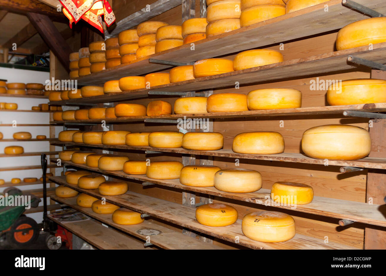 Stacked Dutch Cheese in Cheese Farm Stock Photo Alamy