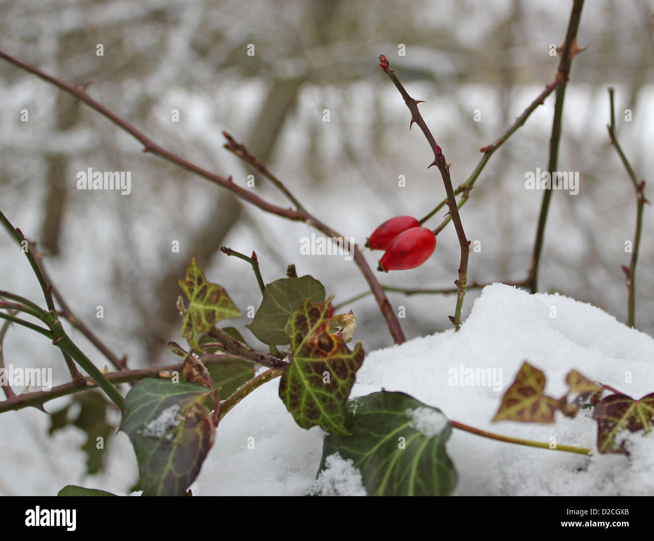 Winter berries snow hi-res stock photography and images - Alamy