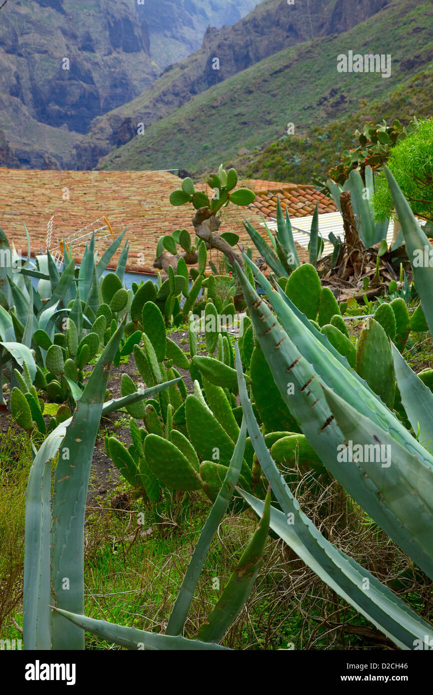 Agaves on the island of Tenerife in the Canary Islands Stock Photo