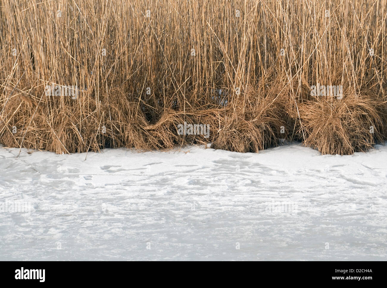 Frozen pond plants hi-res stock photography and images - Alamy