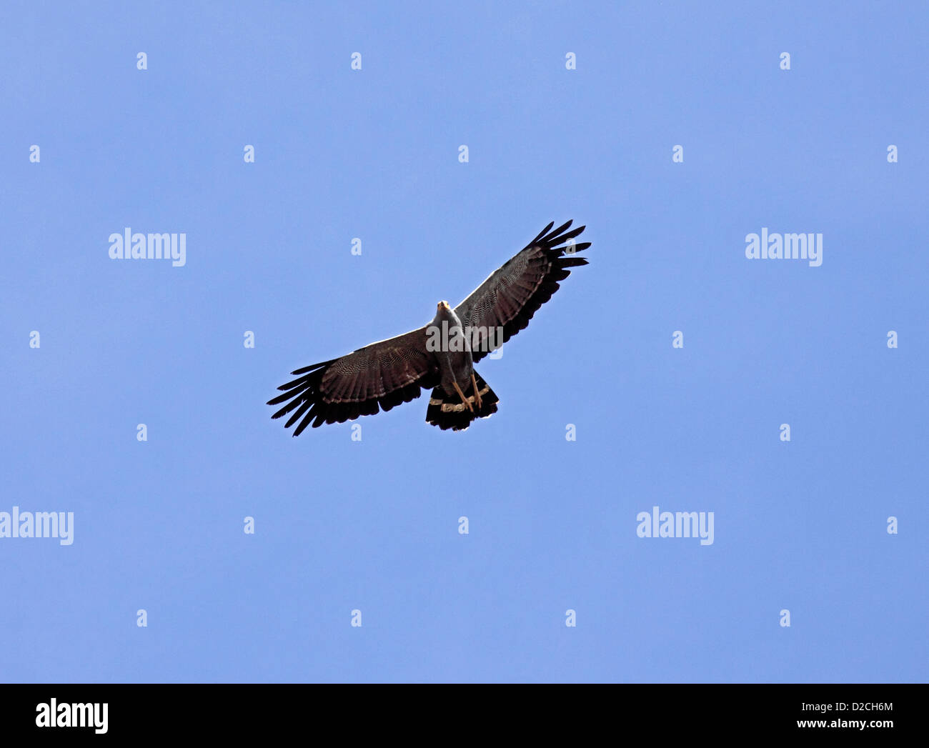African harrier hawk hi-res stock photography and images - Alamy