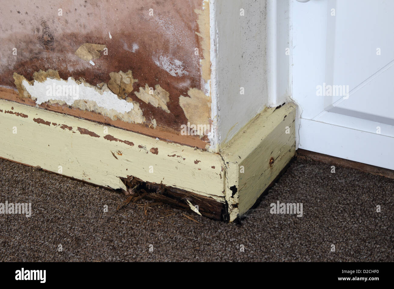 Rising Damp on an Internal Wall of a House with Rotten Skirting Board, UK PROPERTY RELEASED Stock Photo