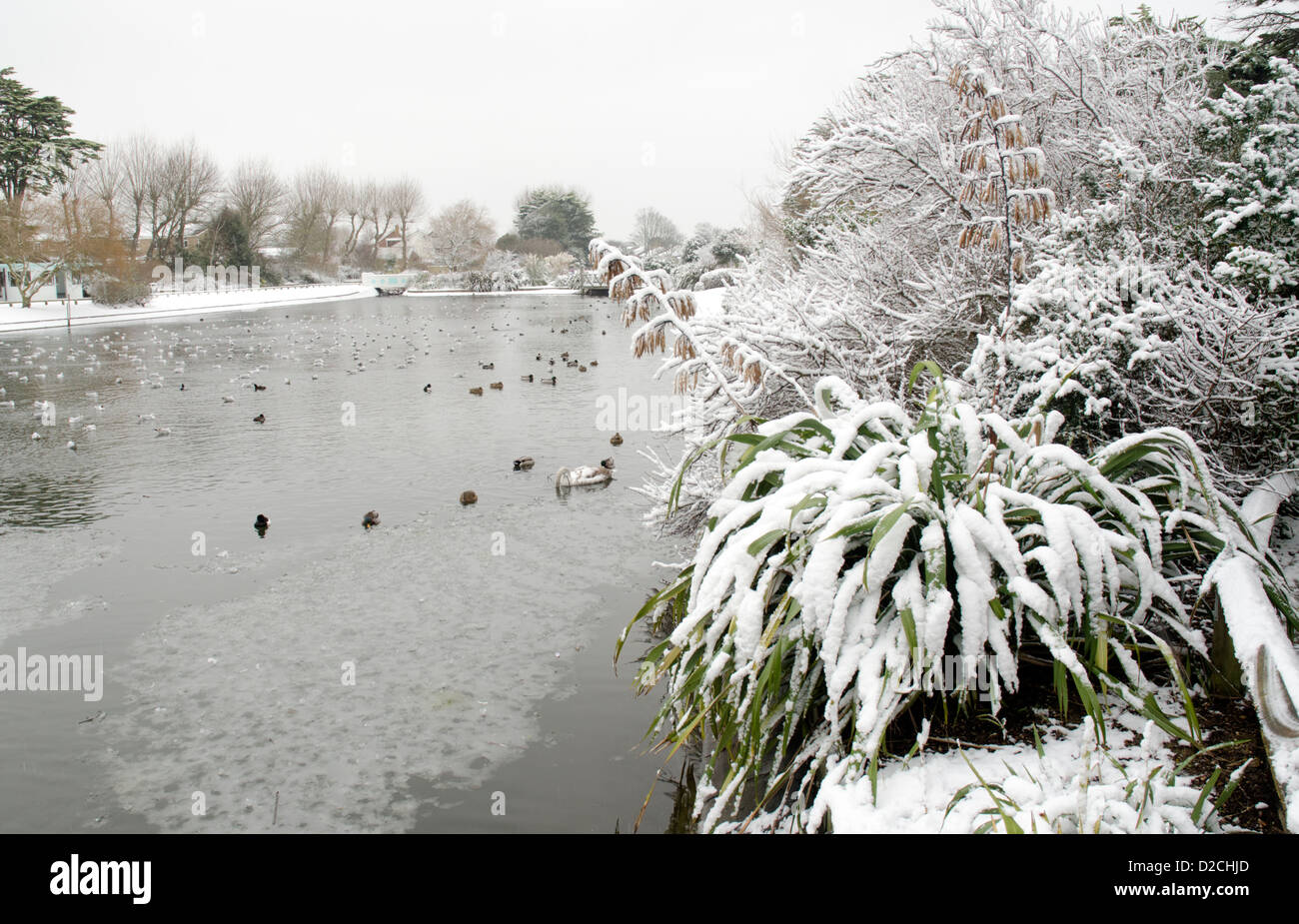 Snowy scene showing ducks and lake partly iced over in Winter in the UK. Stock Photo
