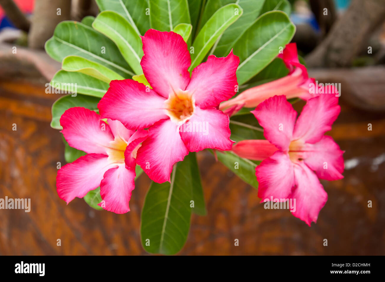 desert rose flower from tropical climate Stock Photo