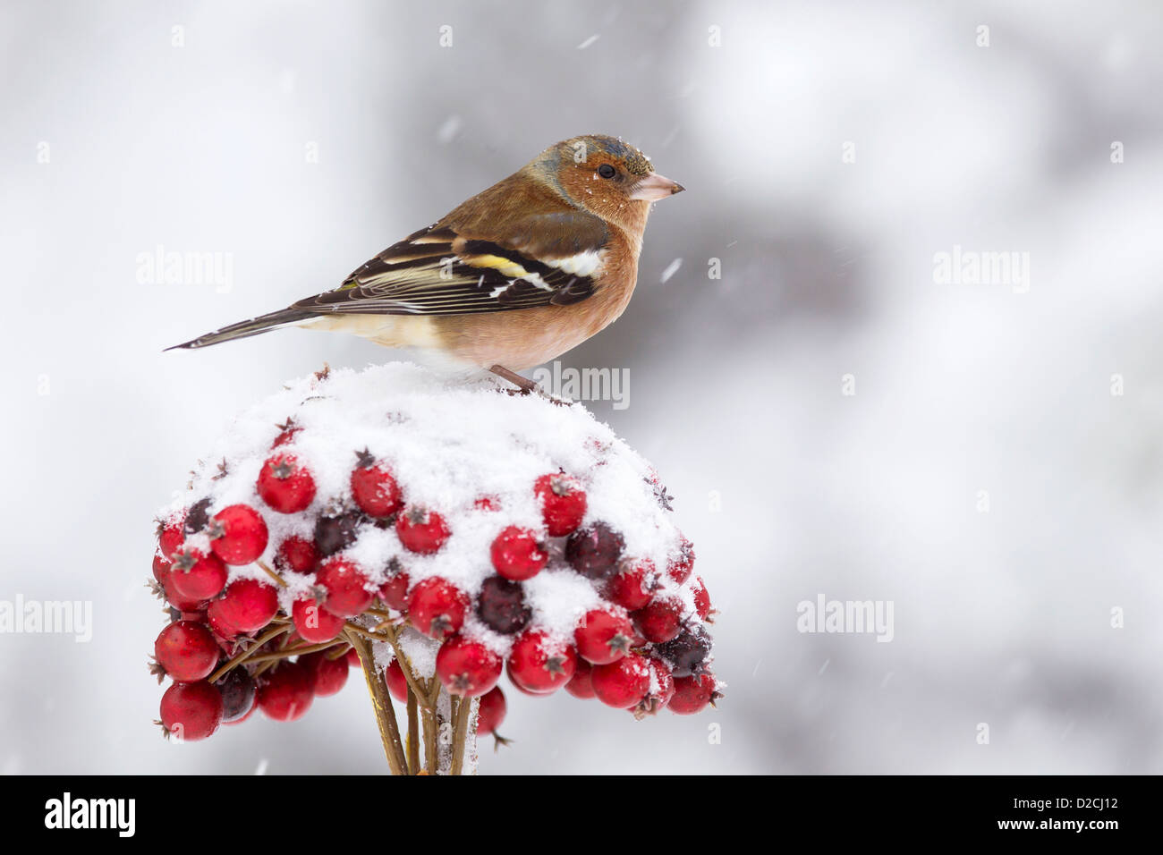 Male Chaffinch on red berries in the snow Stock Photo