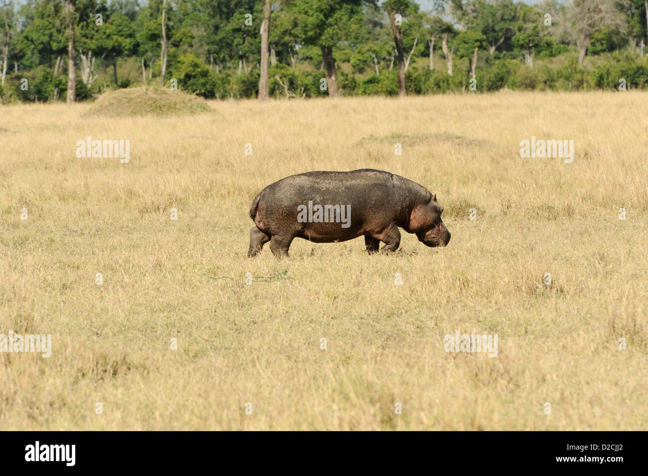 Hippo returning through the grass to the water Stock Photo