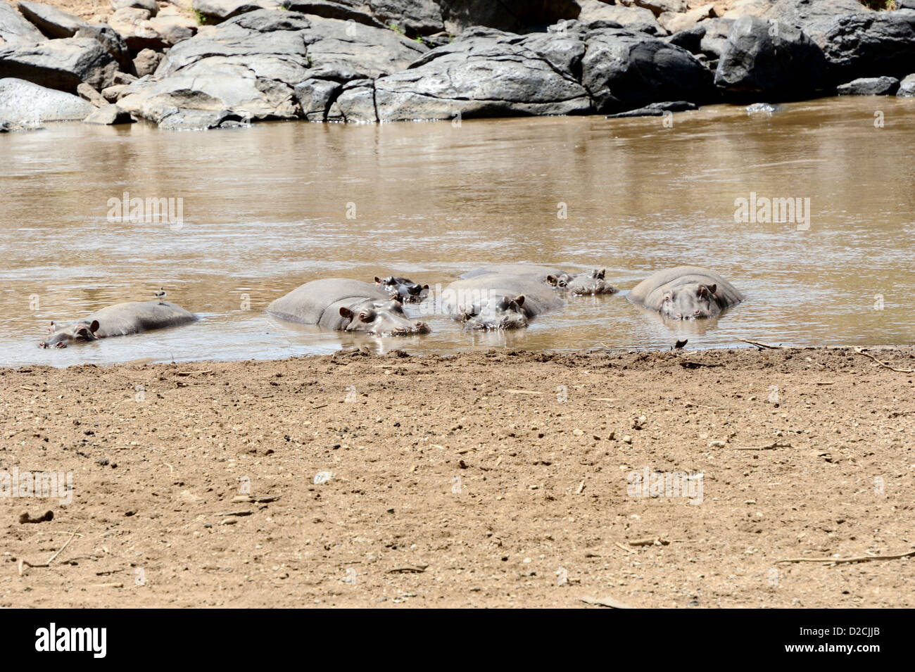 Hippos wallow beside the Mara River.  Oxpecker in attendance. Stock Photo