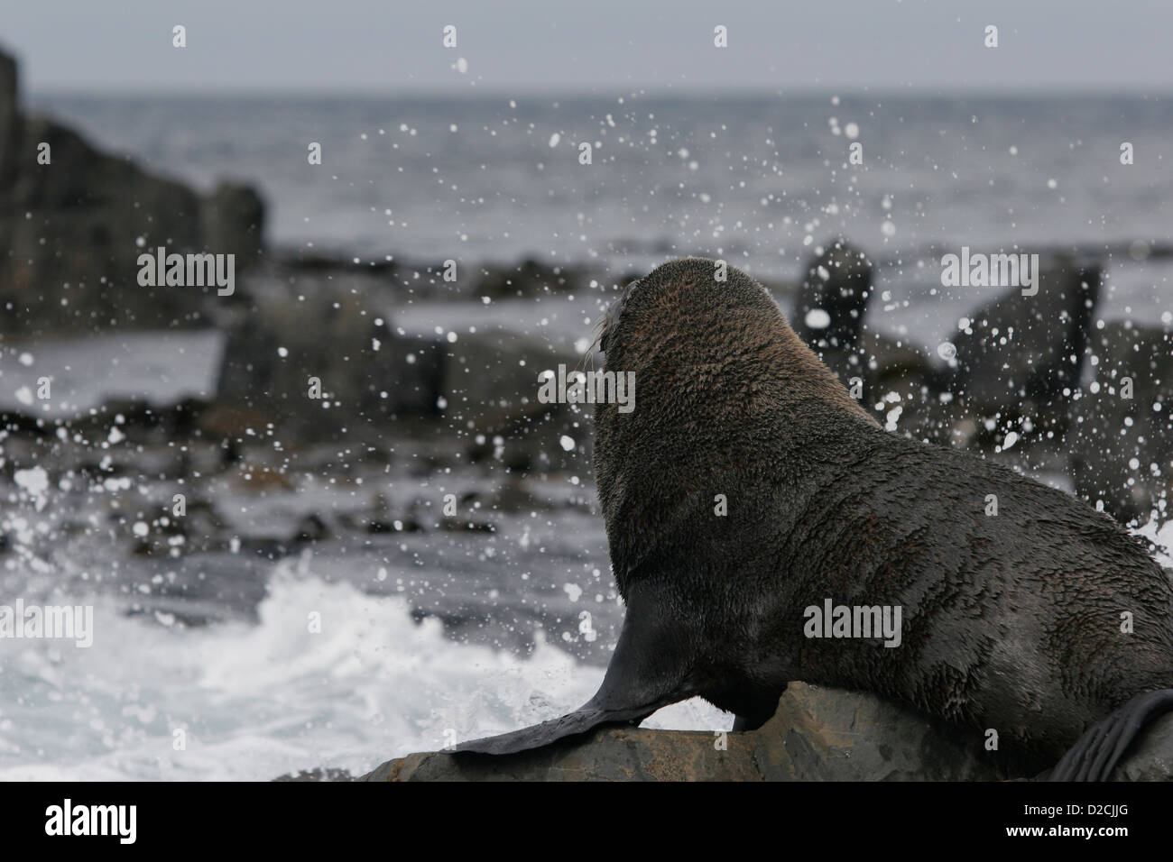 Red Rocks Seals Red rocks reserve new zealand hi-res stock photography and images - Alamy