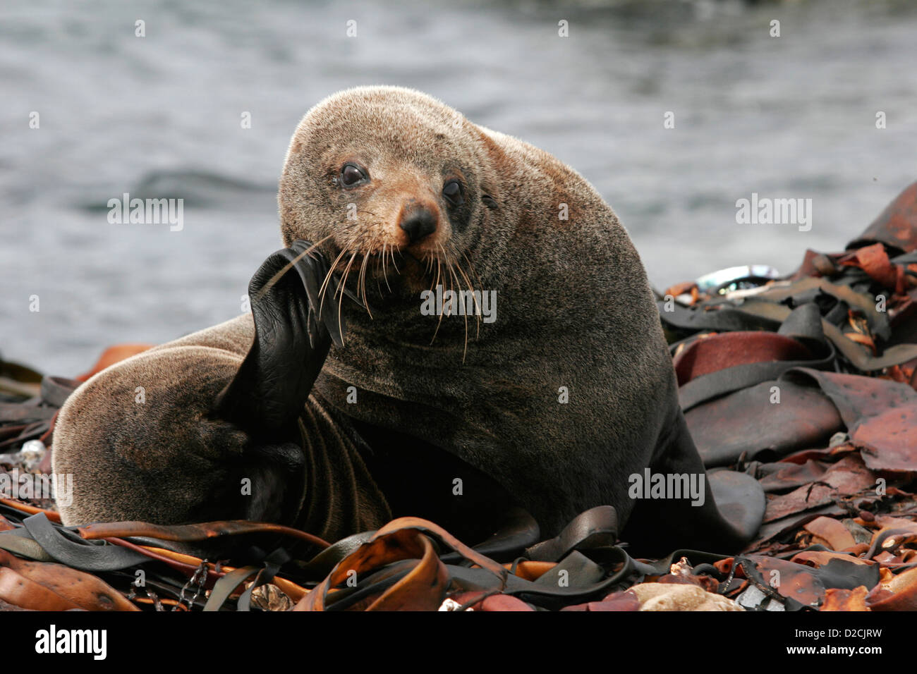 Red Rocks Seals Red rocks seal colony hi-res stock photography and images - Alamy