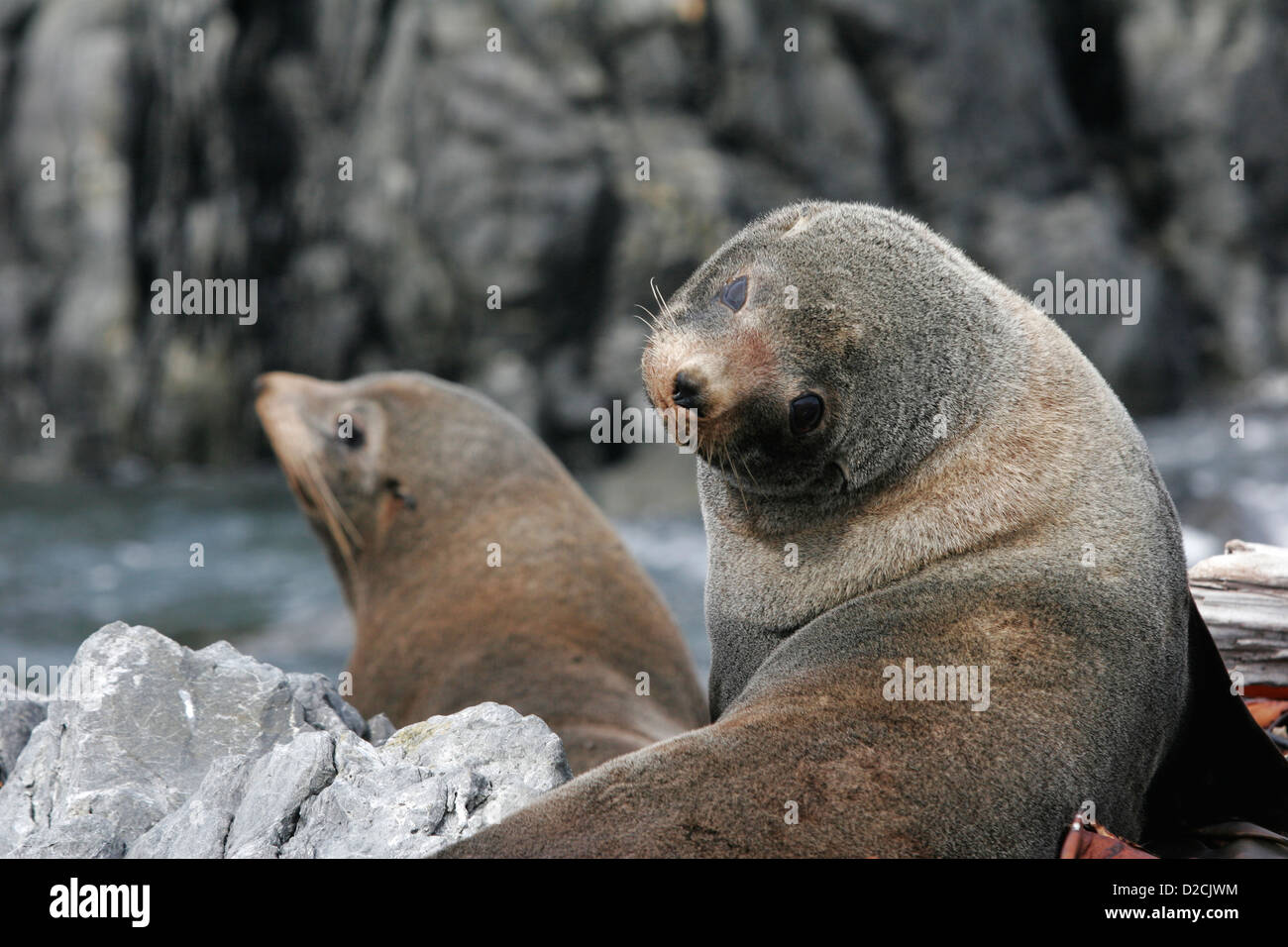 Red Rocks Seals Red rocks seal colony hi-res stock photography and images - Alamy