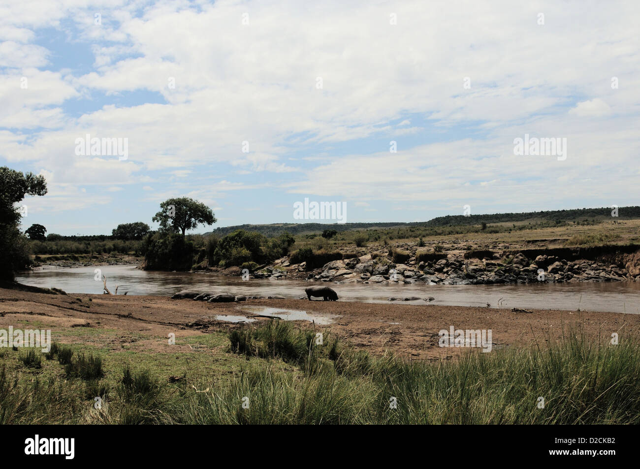 Hippopotamus relax in the mud by the river Stock Photo